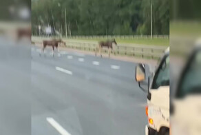 В районе Подольска на трассе замечены бессмертные нарушители