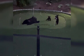 Медведи решили освоить новый вид деятельности