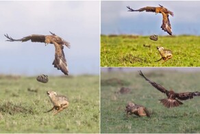 Мама спешит на помощь! Самка шакала отбила детеныша у орла