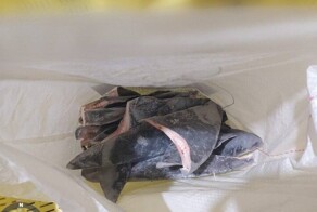 В Бразилии изъяли самую крупную нелегальную партию акульих плавников