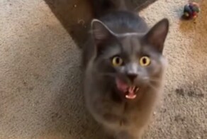 Мужчина утверждает, что разгадал кошачий язык, и пользователи решили проверить его советы на практике