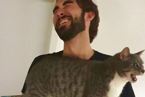 16 эмоциональных кричащих котов