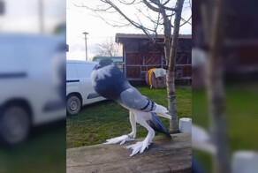 Британцы сняли на видео "голубя-мутанта"