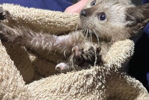 Пожарный на Алтае спас тонувшего в канализации котенка и забрал его домой