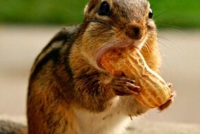 Единственный в своём роде милый полосатик с суицидальными наклонностями