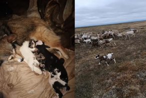 Собака согрела и накормила новорожденного оленёнка