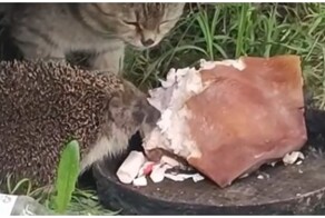 Сытный обед ежа и кота