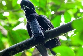 Бородатый донжуан на стиле мира пернатых