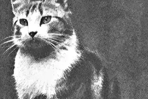 Скромная и мужественная героиня Фэйт