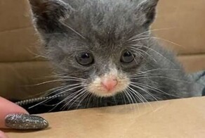 До и после: 30 чудесных преображений спасённых котиков