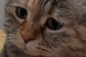 Грустный кот, которого хочется утешить