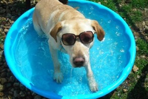 Летний настрой: 20 милых животных, которые любят купаться