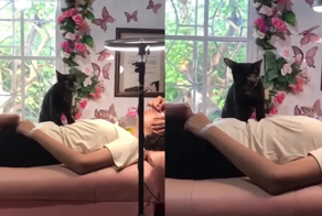 Две услуги по цене одной: кот-массажист помогает хозяйке вести бизнес