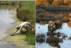 12 фотографий болотных монстров, которые поселились на топях Франции