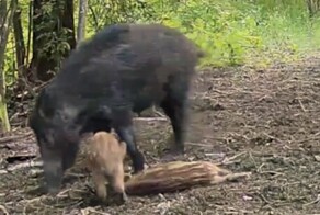 Заботливая самка кабана спасла детёныша, сделав ему массаж сердца