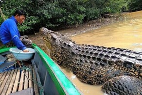 Индонезийский рыбак уже более 20 лет дружит с крокодилом