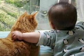 15 котов и кошек, которые решили примерить на себя роль няни