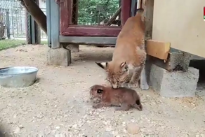 Милейшее создание: зоопарк показал крошечного котенка рыси