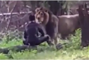 В Индии пьяный мужчина залез в вольер со львом