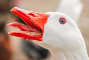 8 любопытных фактов обо всём на свете