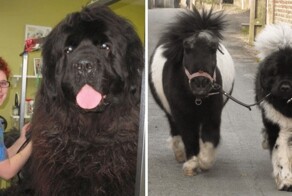 15 фотографий собак, впечатляющих своими размерами