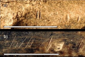 Ученые нашли древнейшее свидетельство каннибализма