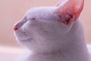 Зачем природа снабдила кошек карманами на ушах?