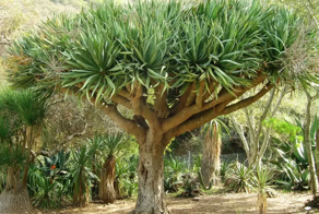 Кровавая драконица, которая перекочевала с экзотических островов в наши квартиры