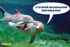 Мамы-дельфины сюсюкают со своими детёнышами, совсем как люди