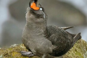 Птица с безумным взглядом и мандариновым ароматом