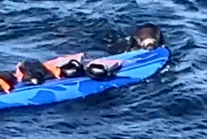 Выдра попыталась похитить доску сёрфера