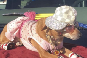 Что на самом деле происходит в Голливуде: 13 правдивых фото из самого звёздного места в мире