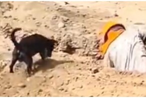 Командная работа: пёс помогает рабочему