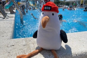 "Наслаждается отдыхом": девочка забыла в отеле игрушечную чайку, и сотрудники гостиницы устроили отпуск плюшевой птице