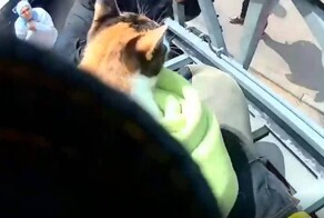 Пожарные спасли кошку, просидевшую на дереве 12 часов
