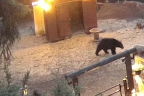 Свинья отогнала приблизившегося к ней медведя