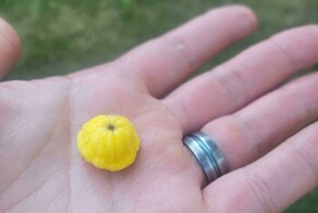 27 садоводов, которых ждал богатый урожай разочарования