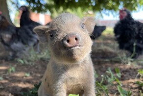 Таксидермистка делает копилки из умерших своей смертью поросят