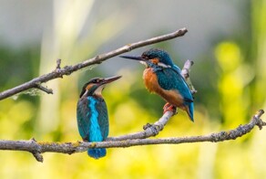 Птицы способны на "развод" из-за беспорядочных половых связей или долгой разлуки