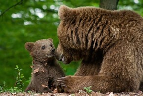 Медведица помогла медвежонку перелезть через забор