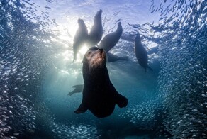 Скорбящая гринда и парящий слон: победители фотоконкурса Environmental Photography award