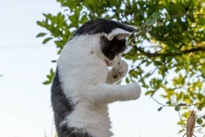 Кот в боевой стойке стал героем битвы фотошоперов