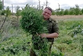 Донские казаки вышли на борьбу с дикорастущей коноплёй