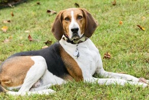 Лесорубы обнаружили собаку внутри старого дерева