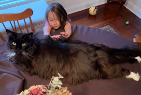 18 фотографий очень больших котиков