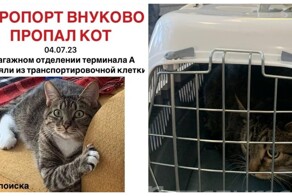 В московском аэропорту Внуково уже несколько дней разыскивают сбежавшего кота