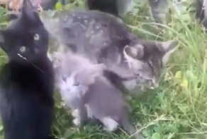 Челябинские грибники обнаружили в лесу 18 истощенных котят