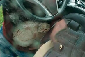 Кот выпал с 23 этажа и выжил