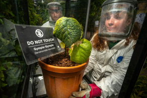 Житель Великобритании решил вырастить самое опасное в мире растение у себя дома, но власти с ним не согласились