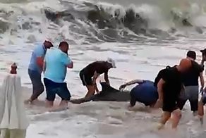 Жители Сочи спасли дельфина, которого во время шторма выбросило на пляж